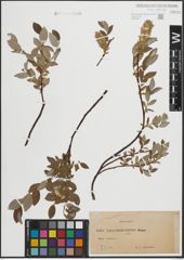 Foto von Salix lapponum L. x Salix repens L.